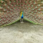 Agra Jaipur Cab Anuj Chahar (53)