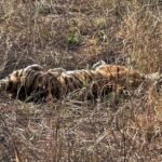 Agra Jaipur Cab Anuj Chahar (57)