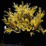 Agra Jaipur Cab Anuj Chahar (58)