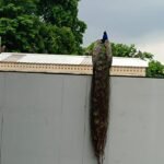 Agra Jaipur Cab Anuj Chahar (61)